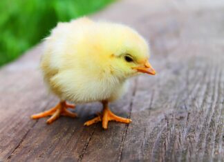 Jak smażyć pierś z kurczaka aby była soczysta?