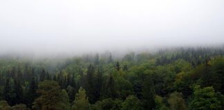 Jak zasłonić okna przed słońcem domowym sposobem?