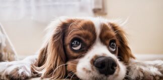 Jaka mata dla psa do auta?