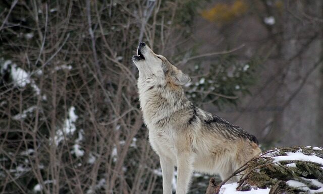 Ile jest warty Howl? Ile jest warty Howl?