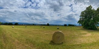 Jaką Ściernica do HSS?