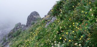 Jak długo płynie statek z Japonii do Belgii?