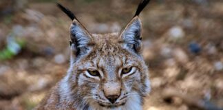 Co jest dobre na rysy samochodowe?