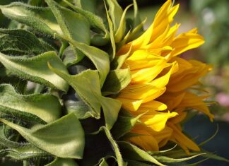 Jak kłaść tapetę szklana?