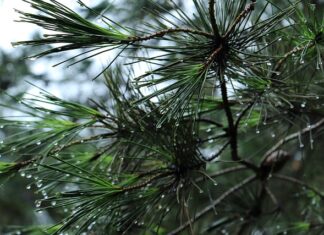 Czym wyłożyć bagażnik?