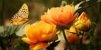 Jaka szczotka do mycia opon?