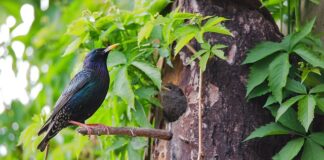 Jaki traktor jest najsilniejszy?