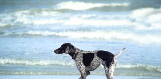 W czym moczyć kurczaka przed smażeniem?