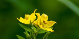 Czy nitro rozpuści lakier na samochodzie?