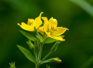 Czy nitro rozpuści lakier na samochodzie?