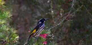 Ile kosztuje nowy New Holland 100 koni?