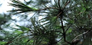 Jak wygłuszyć bagażnik?