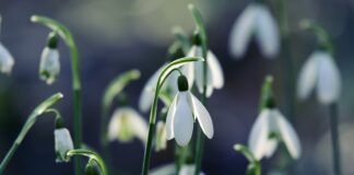 Ile się daje na 18 koleżance?