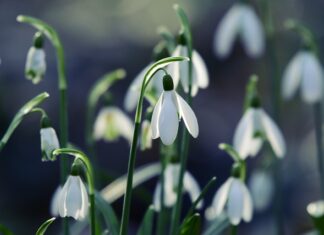 Ile się daje na 18 koleżance?