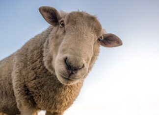 Czy wełna szklana chłonie wodę?