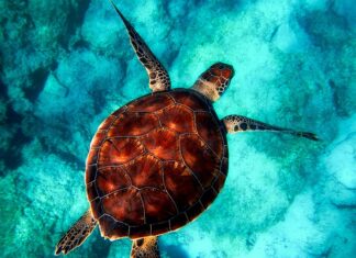 Co daje powłoka ceramiczna na aucie? Co daje powłoka ceramiczna na aucie?