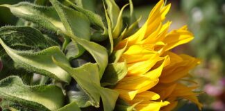 Czy trzeba gruntować tapetę z włókna szklanego?