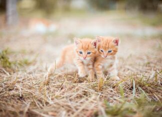 Jakie smary do motocykla?
