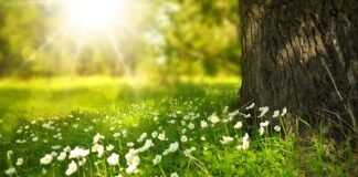 Ile kosztuje położenie tapety z włókna szklanego?