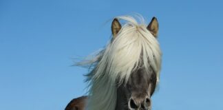 Ile koni ma nowe M4?